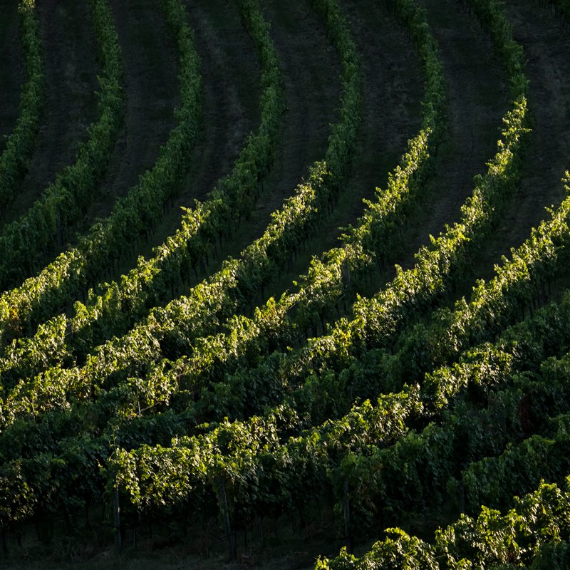 Tenuta di Arceno Content Production