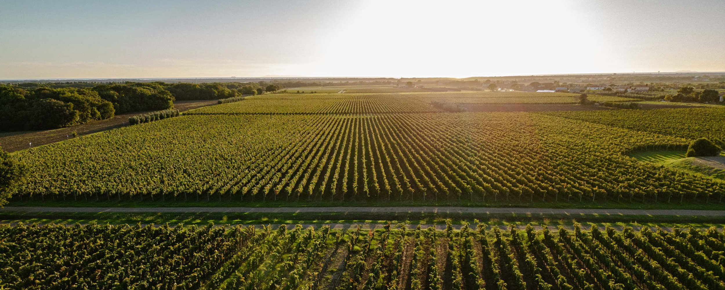 Poggio al Tesoro - Bolgheri